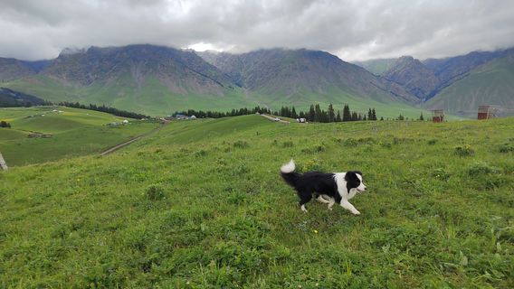 Jiangbulati Starry Sky Grassland Campsite