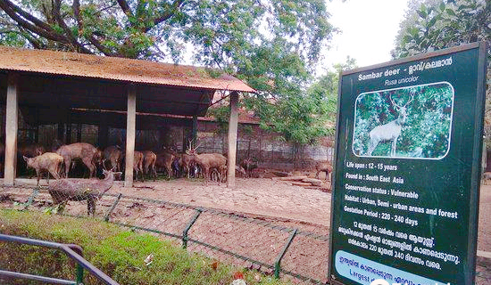 Thrissur Zoo & Museum
