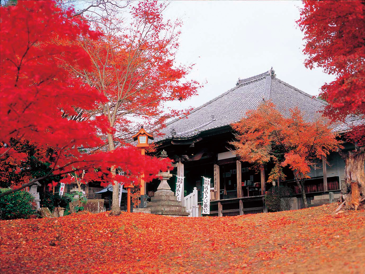 The Jakkoin Autumn Leaves Festival | Inuyama