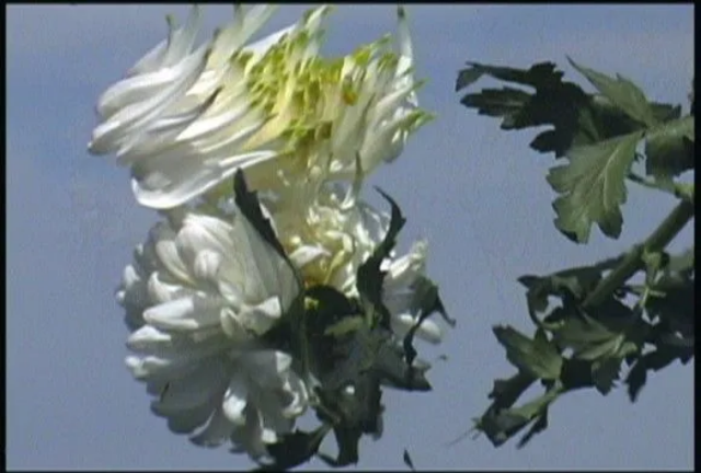 野口勇作品選集展1986-2000 | 多倫多