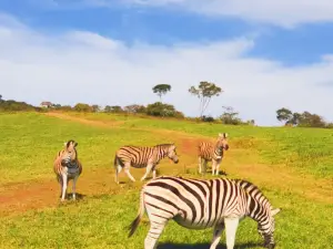 PheZulu Safari Park