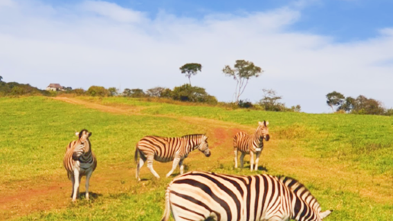 PheZulu Safari Park