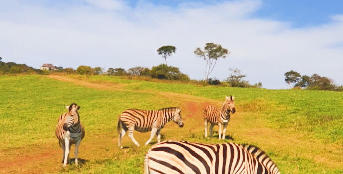 PheZulu Safari Park