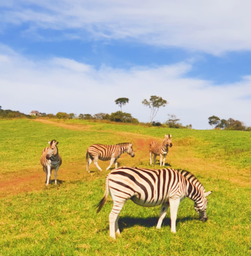 PheZulu Safari Park