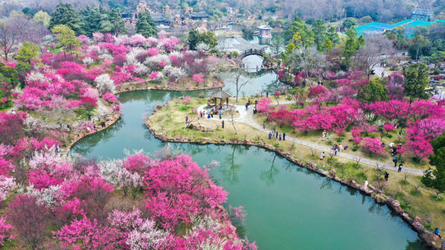 Plum Blossom Viewing in Yangzhou