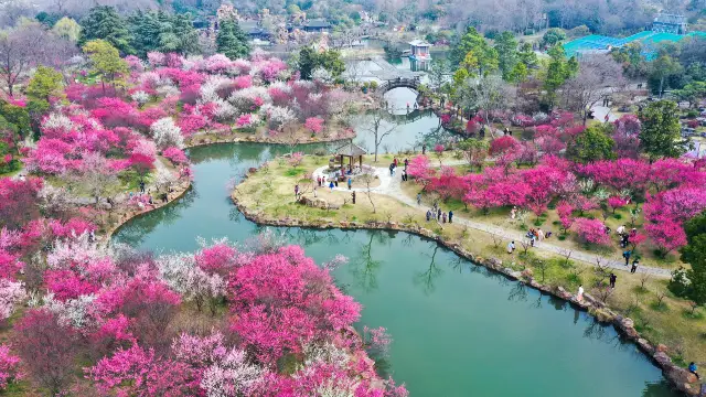 Yangzhou Appreciation of Plum Blossoms