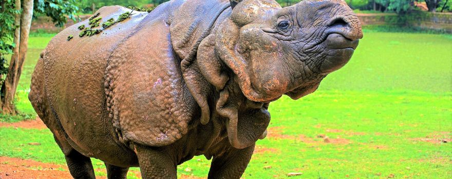 Nandankanan Zoological Park