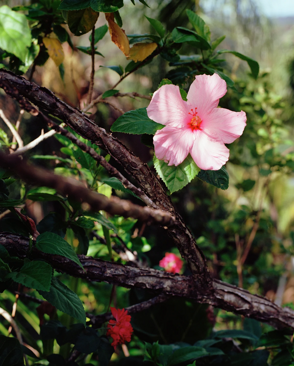 Steve McQueen: Bounty | Marian Goodman Gallery
