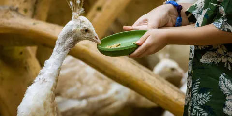 西雙版納傣族園-孔雀園