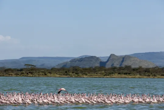 Эльментейта