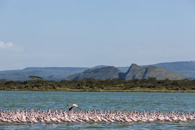 Lake Elmenteita