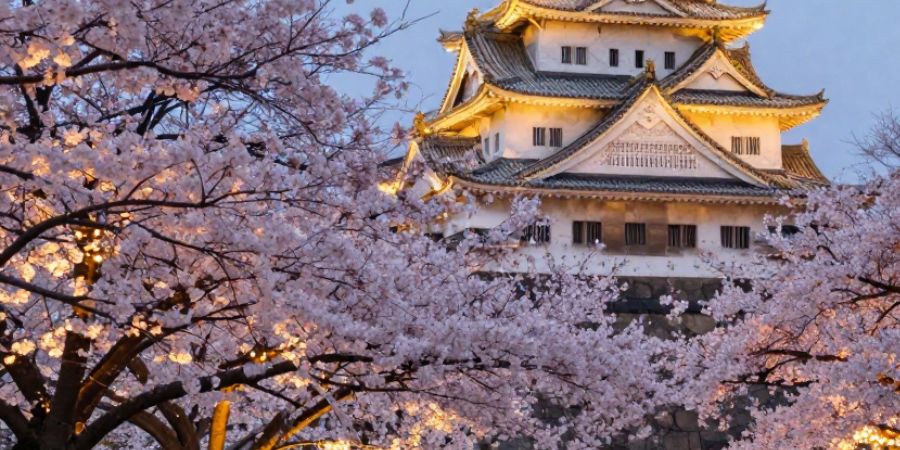 Nagoya Castle Cherry Blossom Festival | Nagoya Castle