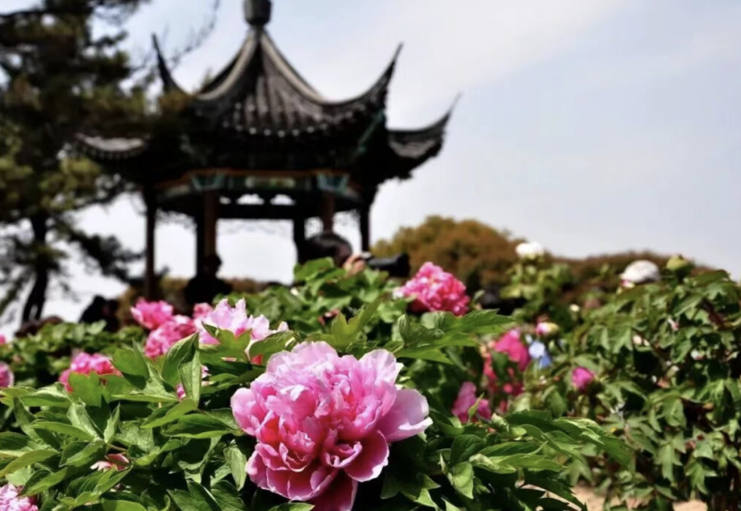 江蘇（常熟）尚湖牡丹花會 | 尚湖風景區