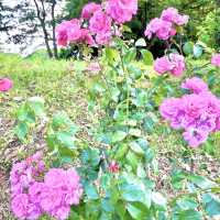 葛西臨海公園