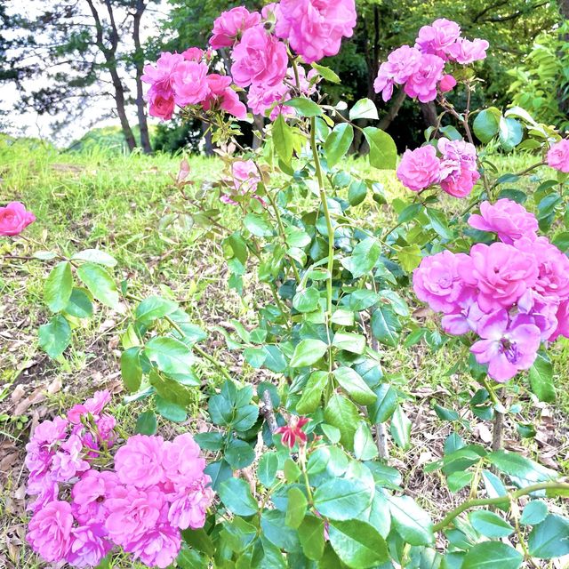 葛西臨海公園