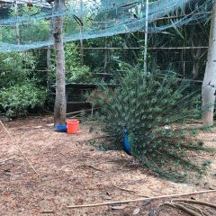 西双版纳洲际度假酒店海鲜傣味烧烤·侬香全日制餐厅 User Photo