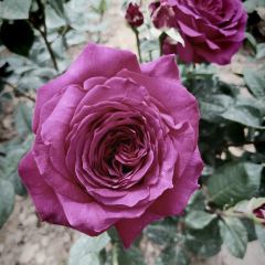 大丰收农家园 User Photo