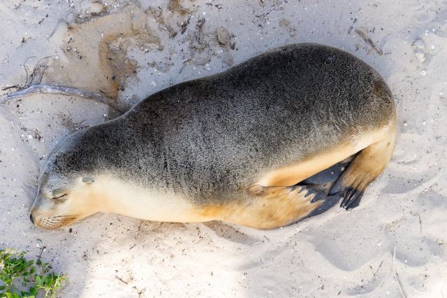 Seal Bay