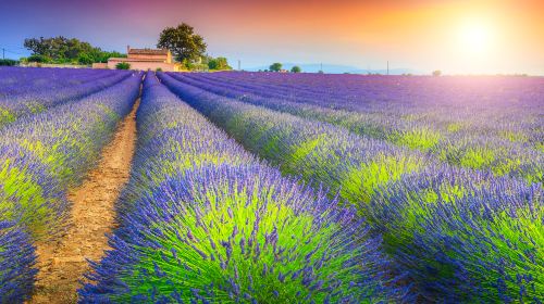 Mayfield Lavender Farm