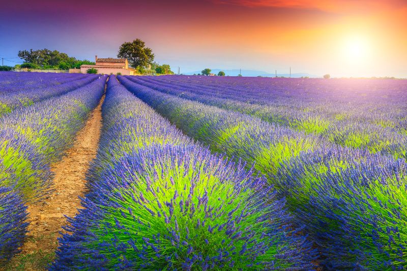 Mayfield Lavender Farm