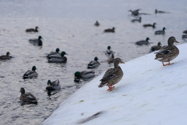 Отзывы об отеле Frogner House - Skovveien