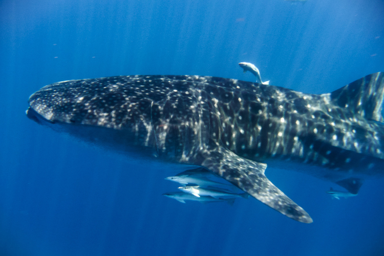 菲律賓宿霧出發奧斯洛布鯨鯊觀賞+墨寶沙丁魚風暴潛水一日遊