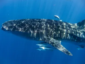 Oslob Whale Shark Watching