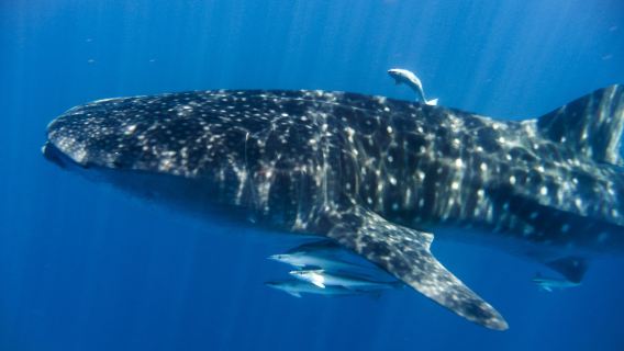 필리핀 세부 출발 오슬롭 고래상어 관람 + 모알보알 정어리 다이빙 다이빙 당일 치기 여행(식사 포함)