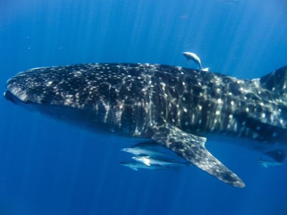 오슬롭 고래 상어 관찰