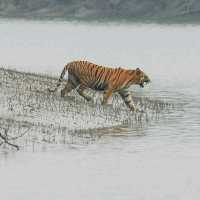 Sundarbans