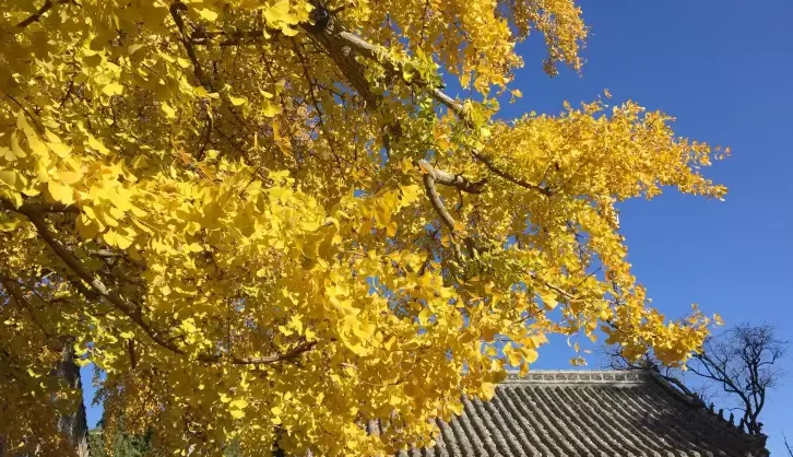 Fall Viewing Attractions
