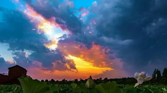 湛河源蓮花濕地