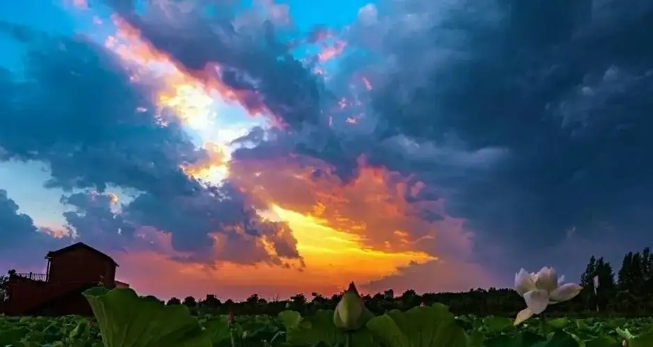 湛河源蓮花濕地