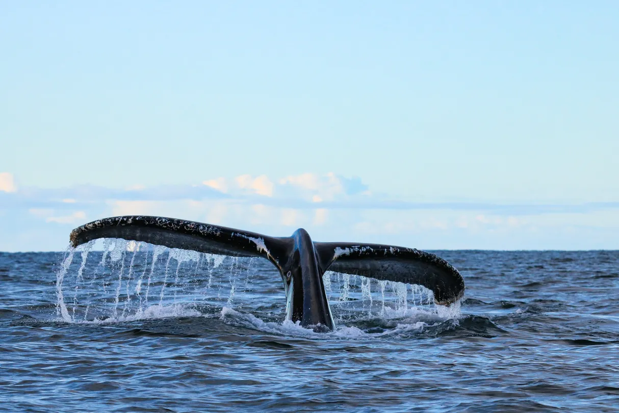 5_Davey's Locker Whale Watching & Sportfishing
