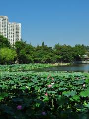 蓮花湖公園