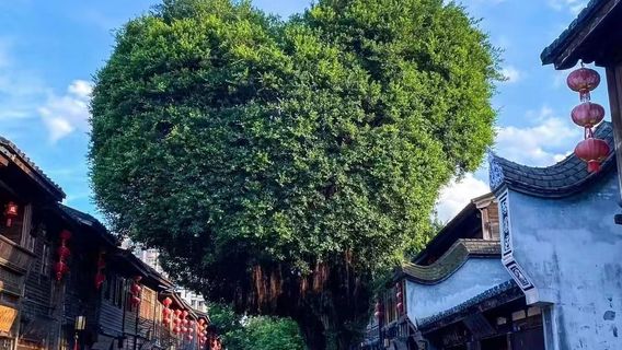 福州旅行服務