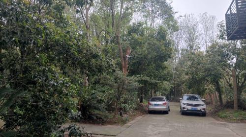 State-owned Taoyuan County Nursery in Hunan Province