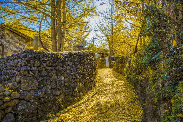 Ginkgo Trees in Baoshan