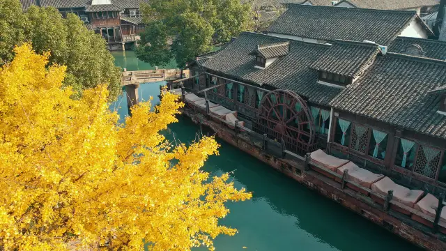 Ginkgo Viewing in Jiaxing