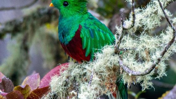 Costa Rica Birding Trips