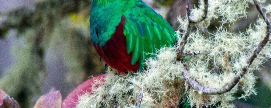 Costa Rica Birding Trips