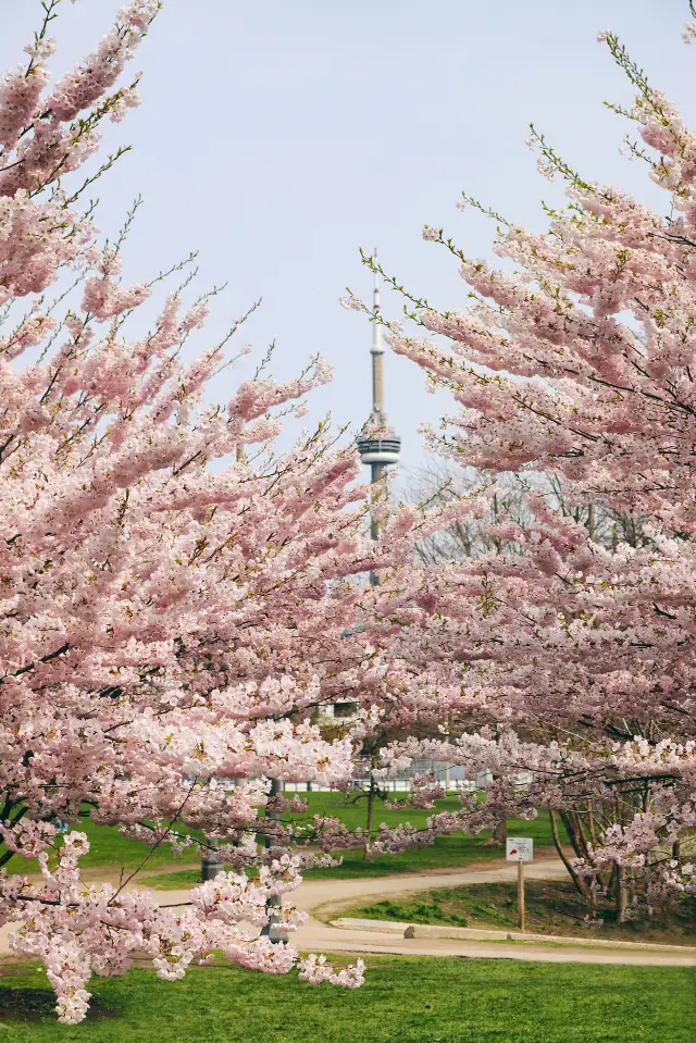 Cherry Blossom Viewing in Toronto