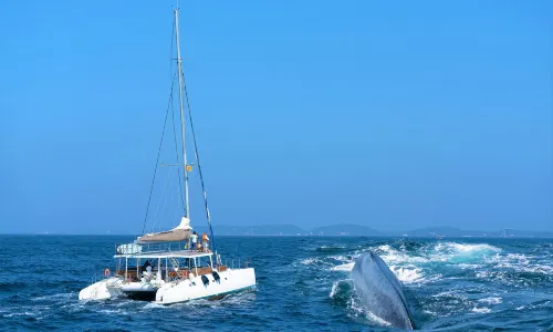 Whale watching Mirissa with Geeth