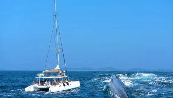 Whale watching Mirissa with Geeth