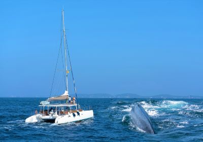 Whale watching Mirissa with Geeth