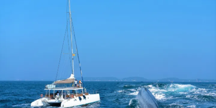 美蕊沙出海觀鯨