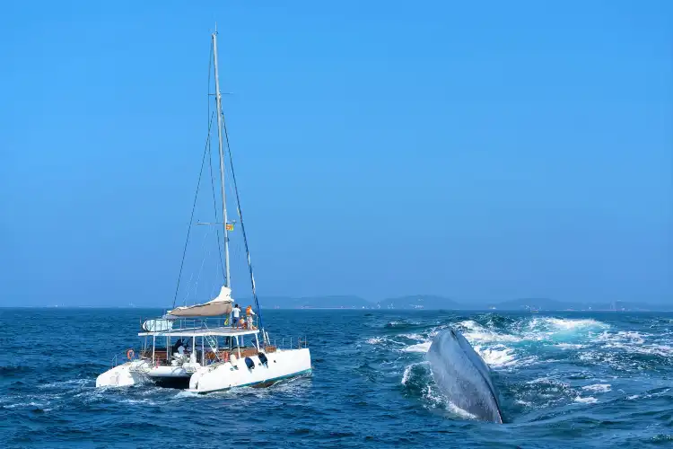 Hotels near Whale watching Mirissa with Geeth