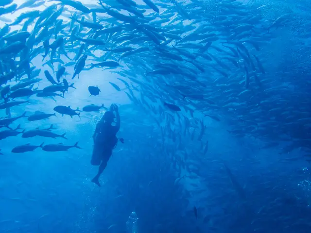 Diving in Semporna