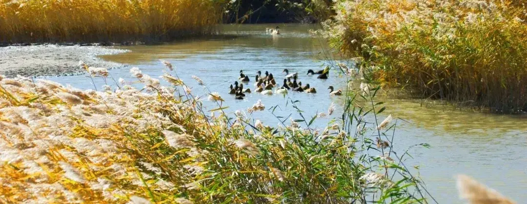 Fall Viewing Attractions