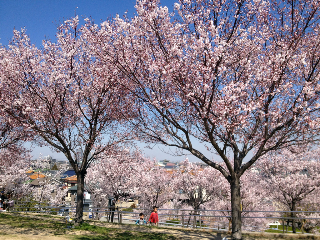 Sayamaike Park Cherry Blossom Festival | Osakasayama